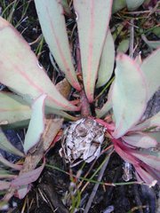 Protea effusa