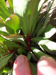 Protea effusa