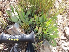 Protea effusa