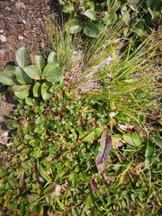 Potentilla vulcanicola