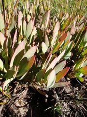 Protea effusa