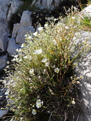 Cherleria capillacea