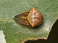 Araneus cyrtarachnoides