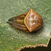 Araneus cyrtarachnoides - Photo (c) tjeales, algunos derechos reservados (CC BY-SA), subido por tjeales