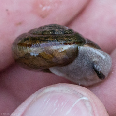 Helminthoglypta contracostae