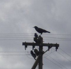 Corvus capensis capensis