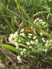 Galium octonarium