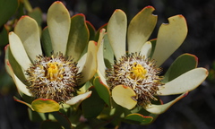 Leucadendron arcuatum