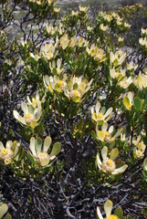 Leucadendron arcuatum