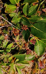 Bupleurum triradiatum