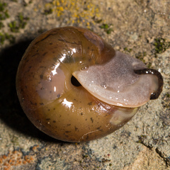 Helminthoglypta contracostae