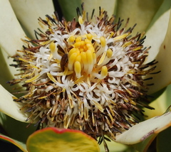 Leucadendron arcuatum