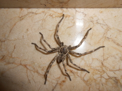 Eusparassus