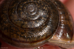 Helminthoglypta contracostae