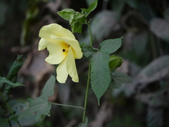 Abelmoschus angulosus grandiflorus