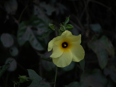 Abelmoschus angulosus grandiflorus