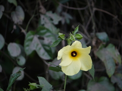 Abelmoschus angulosus grandiflorus