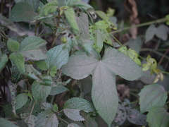 Abelmoschus angulosus grandiflorus