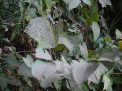 Abelmoschus angulosus grandiflorus