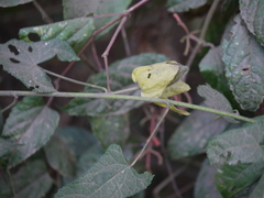 Abelmoschus angulosus grandiflorus