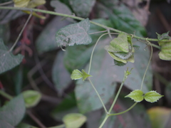 Abelmoschus angulosus grandiflorus