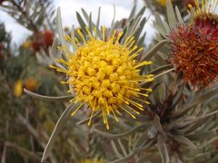 Leucospermum parile