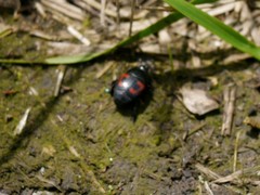 Hister quadrimaculatus