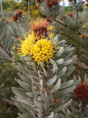 Leucospermum parile