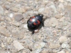 Hister quadrimaculatus