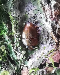 Propalticus