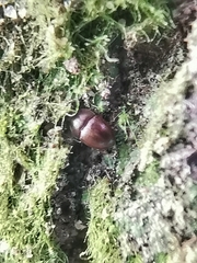 Propalticus