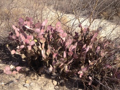 Opuntia gosseliniana