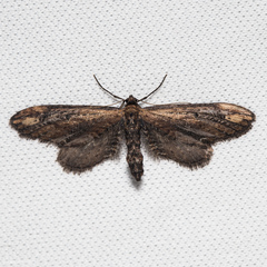 Eupithecia subapicata
