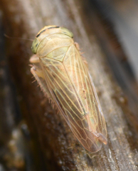 Paramesus obtusifrons