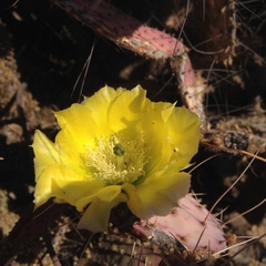 Opuntia gosseliniana