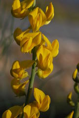 Lebeckia
