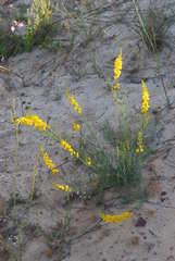 Lebeckia