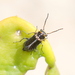 Hedybius smaragdulus - Photo (c) Cecile Roux, some rights reserved (CC BY-NC), uploaded by Cecile Roux