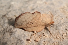 Phyllodesma suberifolia