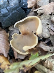 Otidea alutacea