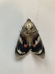 Catocala nupta