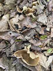 Otidea alutacea