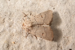 Caradrina aspersa