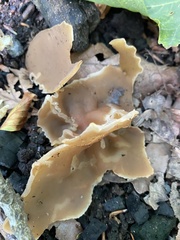 Otidea alutacea