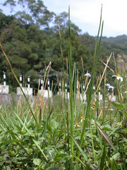 Eleocharis acutangula