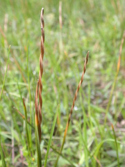 Eleocharis acutangula