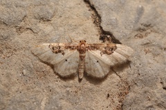 Idaea mustelata