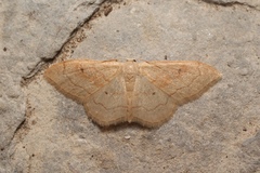 Idaea rubraria