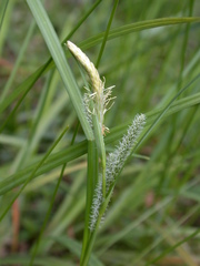 Carex maculata