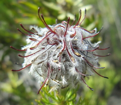Serruria brownii